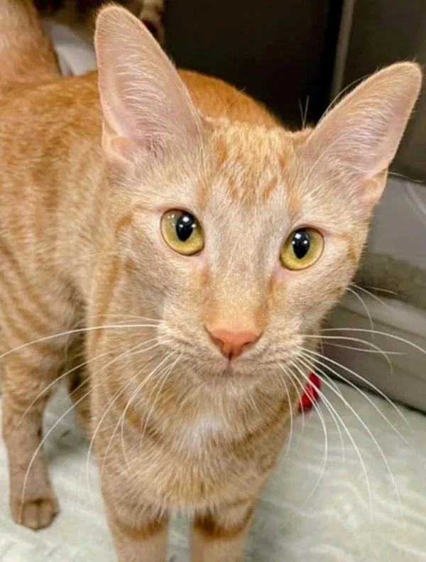 A young medium-sized female Orange / Red Domestic Short Hair cat named Chai for adoption in Kenosha, WI