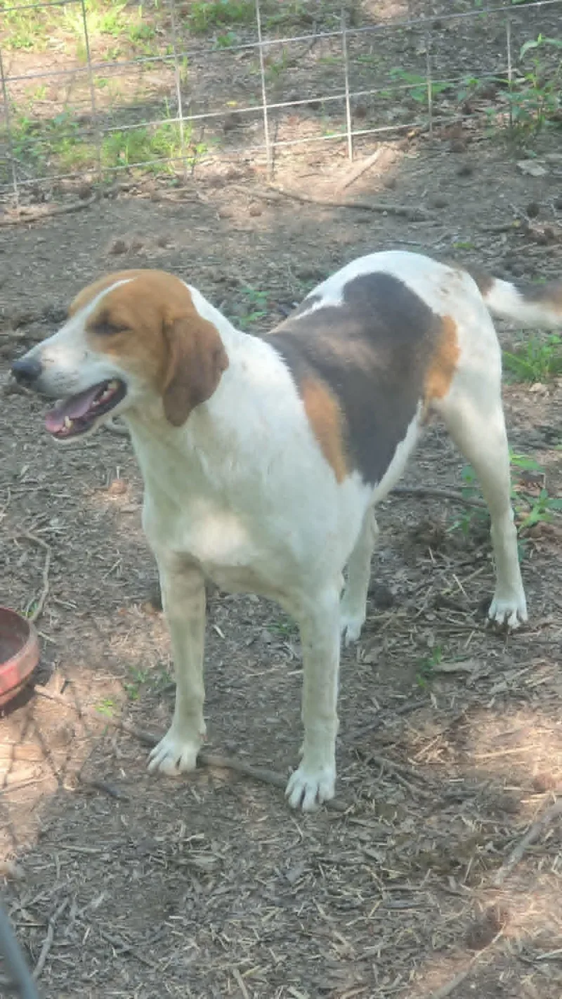 A young medium-sized male Beagle dog named Copper for adoption in Zimmerman, MN