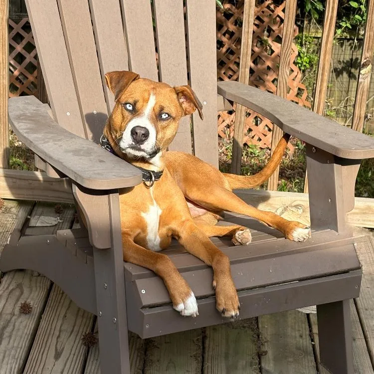An adult medium-sized male Yellow / Tan / Blond / Fawn Mixed Breed dog named Ozzie for adoption in Auburn, NH