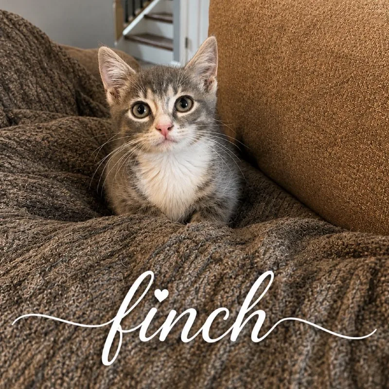 Finch thumbnail 2