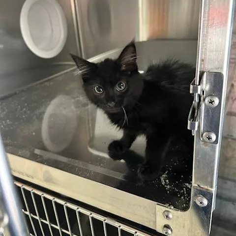 A baby small-sized male Domestic Short Hair cat named Theo for adoption in Knoxville, TN