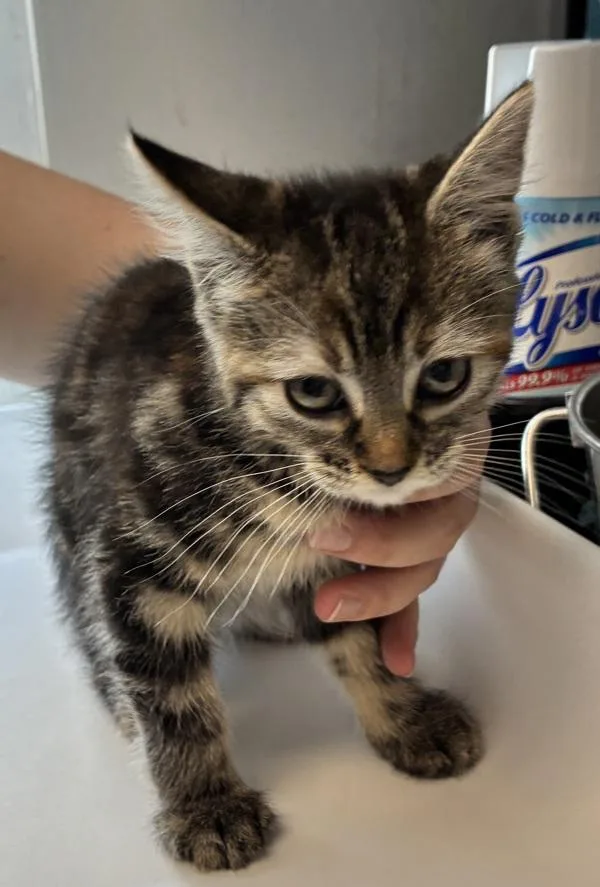 A baby small-sized female Domestic Short Hair cat named Salami for adoption in Salt Lake City, UT