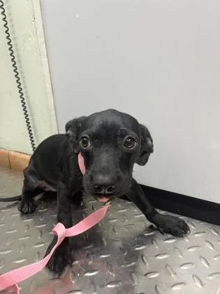 An adult small-sized female Mixed Breed dog named Dash for adoption in Gainesville, FL