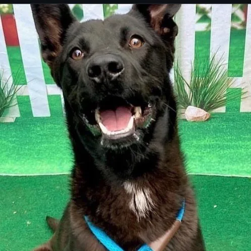 Hopscotch Happy  Single