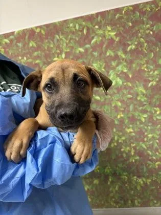A young small-sized male Shepherd dog named Wes for adoption in San Antonio, TX