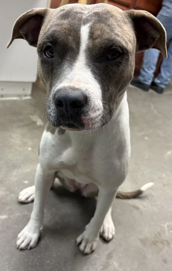 An adult medium-sized female Pit Bull Terrier dog named Molly for adoption in Rio Rancho, NM