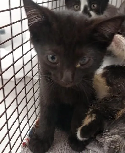 A baby small-sized female Domestic Short Hair cat named Rebecca for adoption in Fort Lauderdale, FL