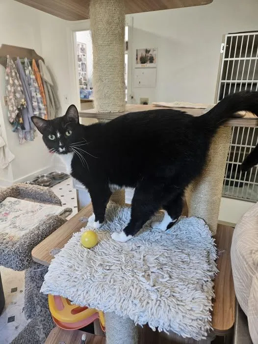 An adult medium-sized male Black & White / Tuxedo Tuxedo cat named Fergus for adoption in Quincy, CA