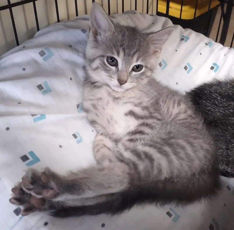 A baby medium-sized female Domestic Short Hair cat named Wren for adoption in Albemarle, NC