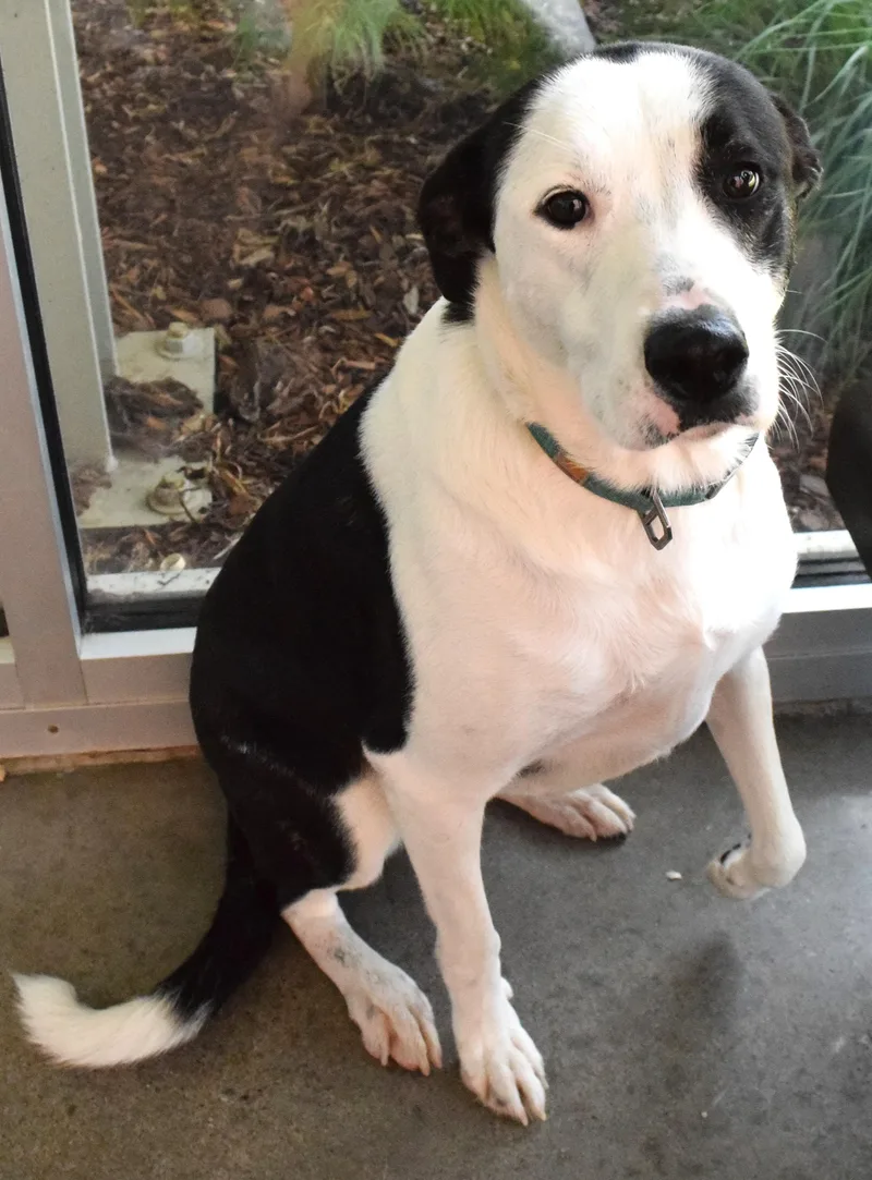An adult large-sized female Black Pit Bull Terrier dog named 22494 for adoption in Broken Arrow, OK