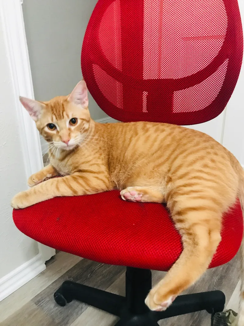 An adult large-sized male Orange / Red Domestic Short Hair cat named Max for adoption in Allen, TX