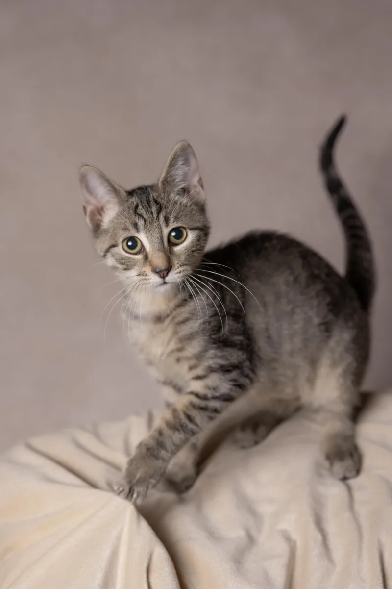 A young medium-sized male Tabby (Brown / Chocolate) Domestic Short Hair cat named Wolfy for adoption in Muncie, IN