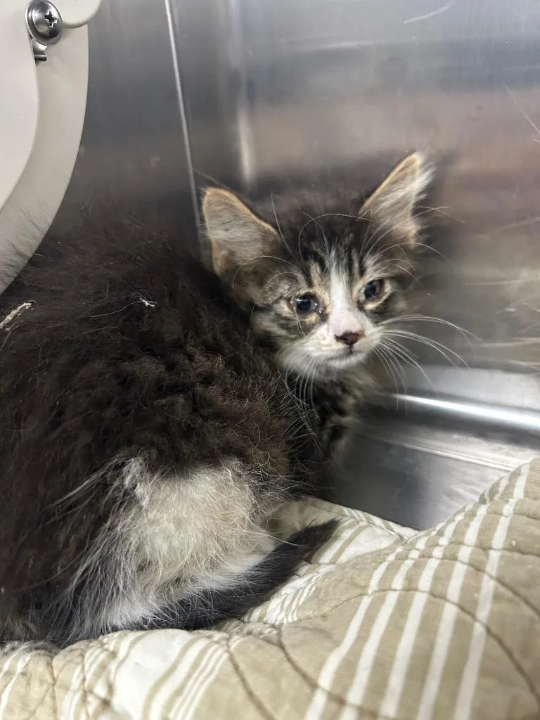 A baby medium-sized male Domestic Short Hair cat named Toby for adoption in Seven Points, TX