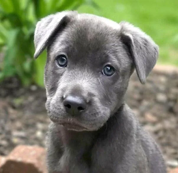 Zeke