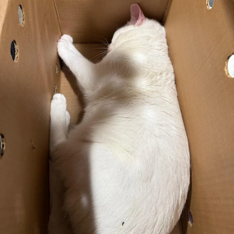 An adult extra large-sized male White Domestic Short Hair cat named Azul for adoption in Tampa, FL