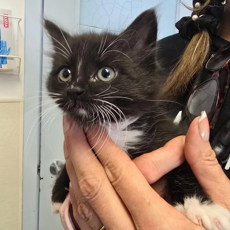 A baby small-sized female Black Domestic Long Hair cat named Penguin for adoption in Fort Bragg, CA