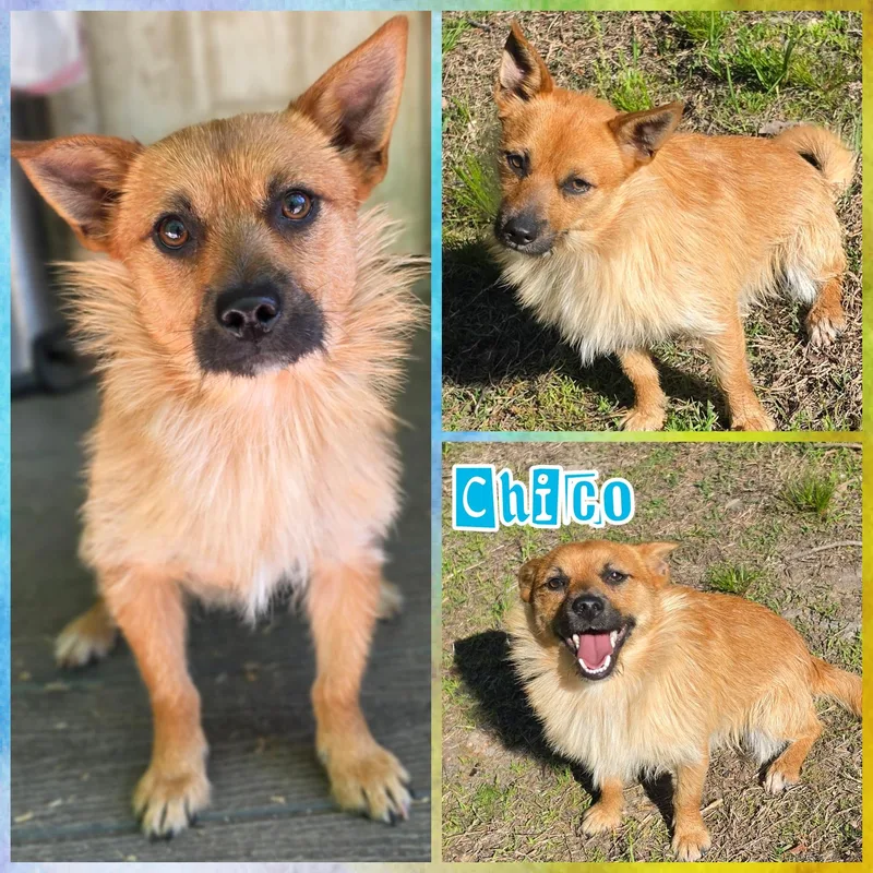 A young small-sized male Apricot / Beige Chihuahua dog named Chico for adoption in Blacksburg, SC