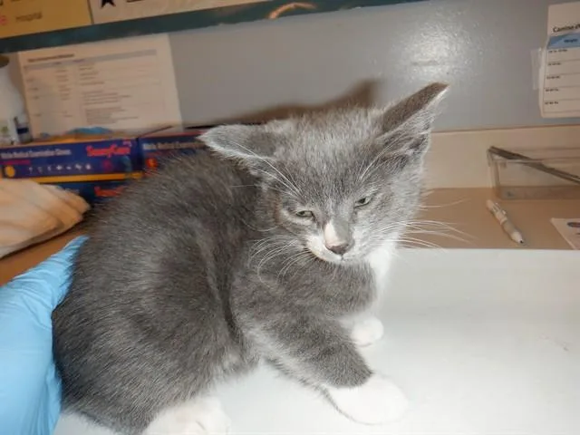 A baby small-sized male Domestic Short Hair cat named Muscat for adoption in San Jose, CA