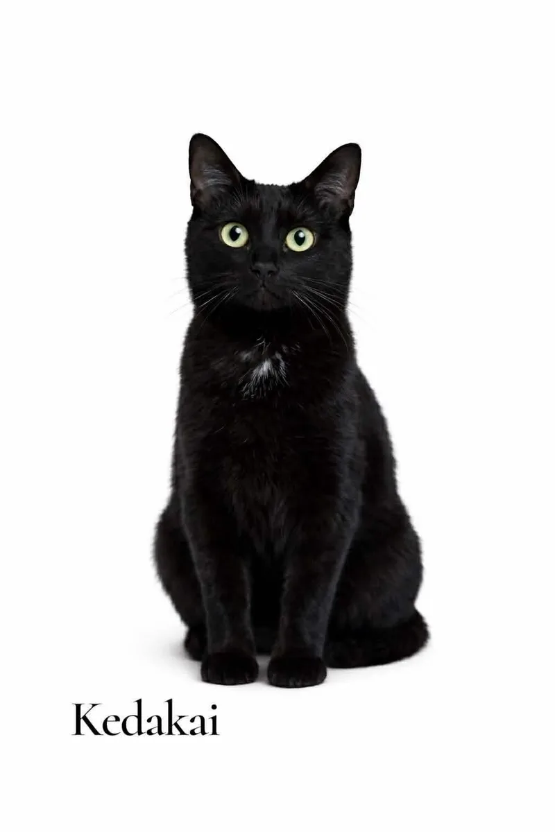 A young medium-sized female Black Domestic Short Hair cat named Kedakai for adoption in Stevensville, MI