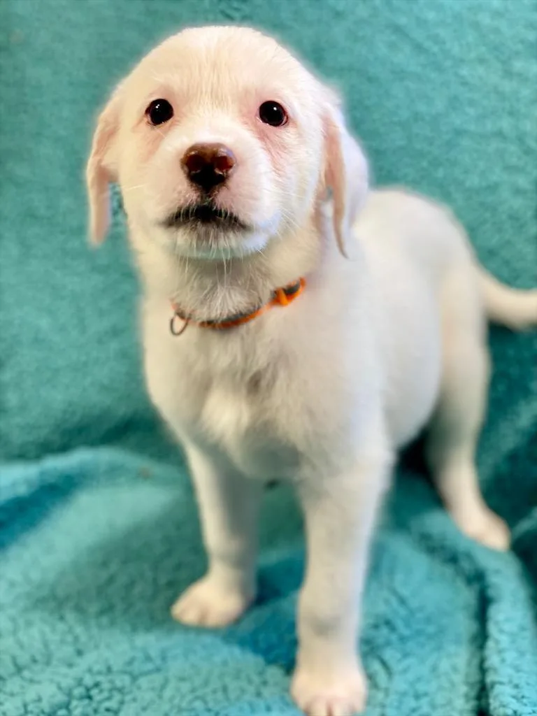A baby medium-sized female Australian Shepherd dog named Marie for adoption in Urbandale, IA