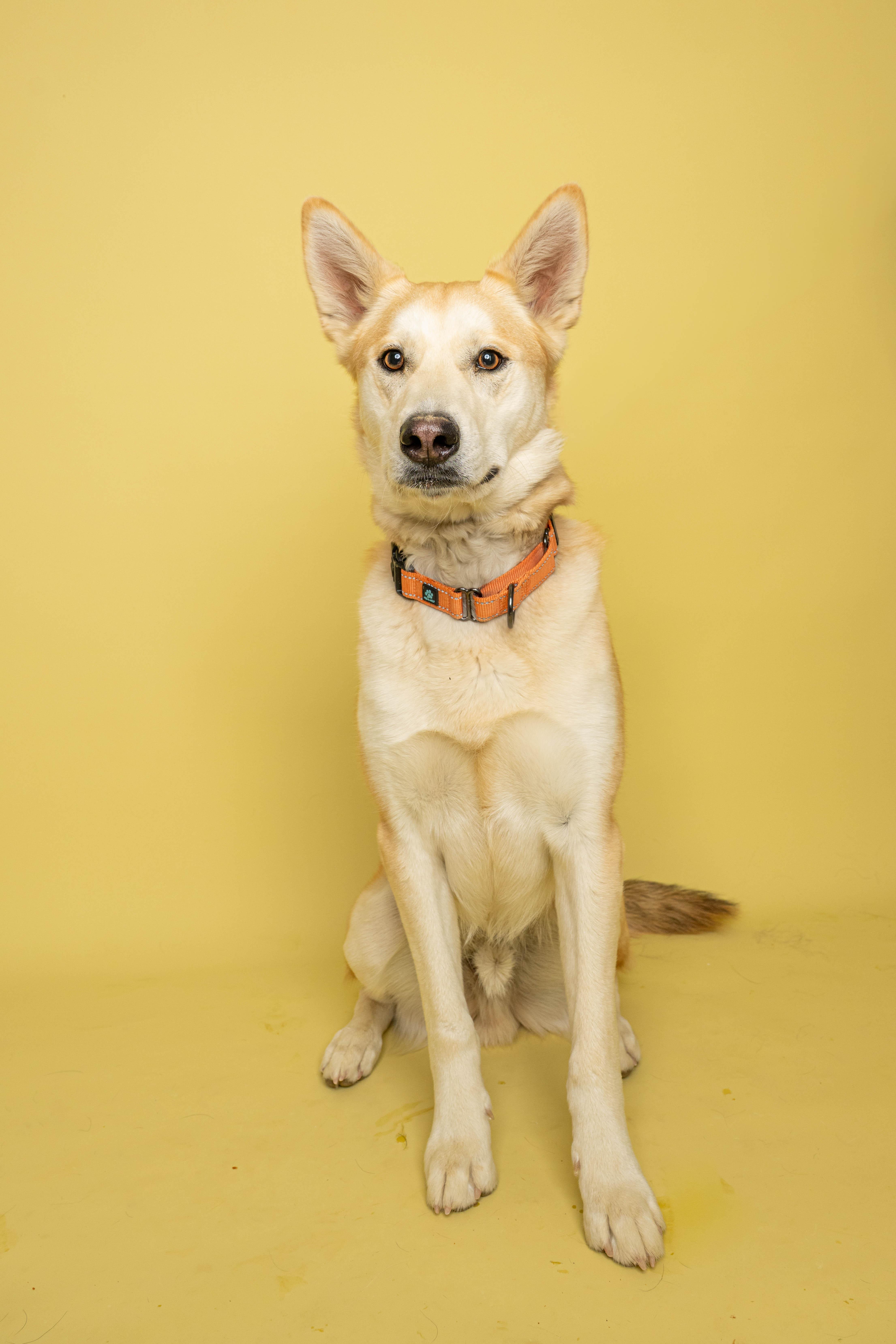An adult medium-sized male White / Cream Husky dog named Sarge for adoption in Rock Springs, WY
