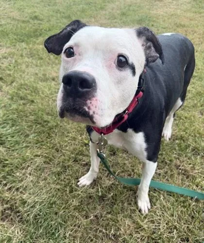An adult large-sized male Black Pit Bull Terrier dog named Sir Royal for adoption in Kansas City, MO