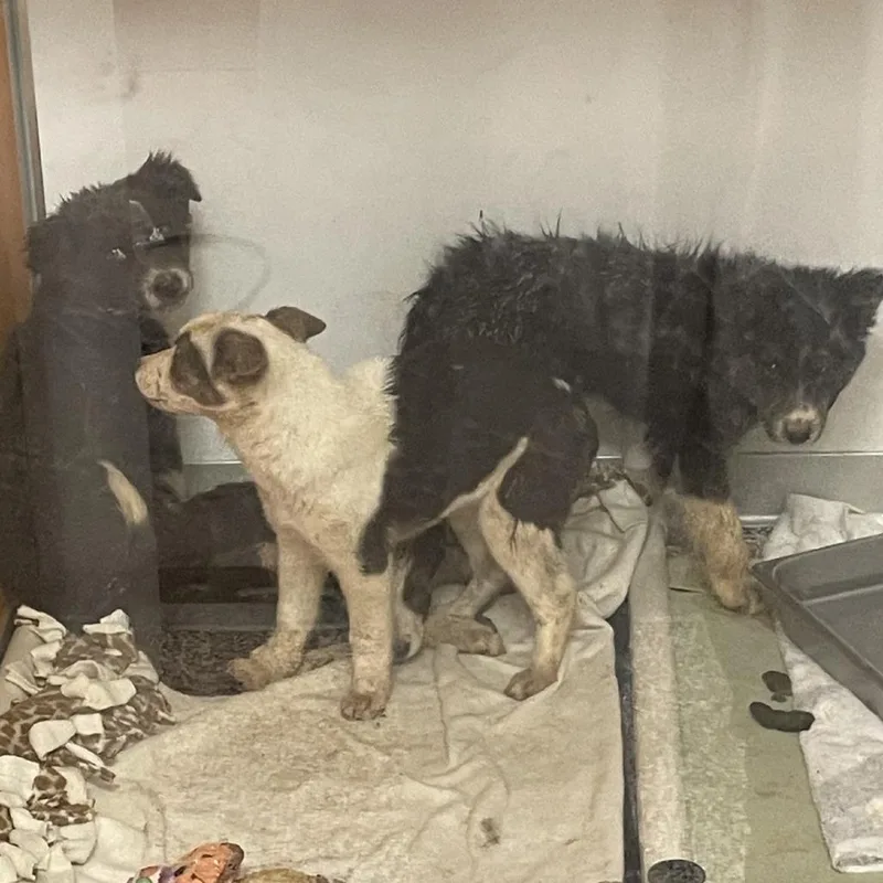 Peanut Butter Fluff thumbnail 2