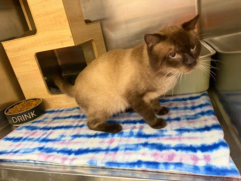 A young small-sized male Siamese cat named Mr. French for adoption in Clarksville, TN