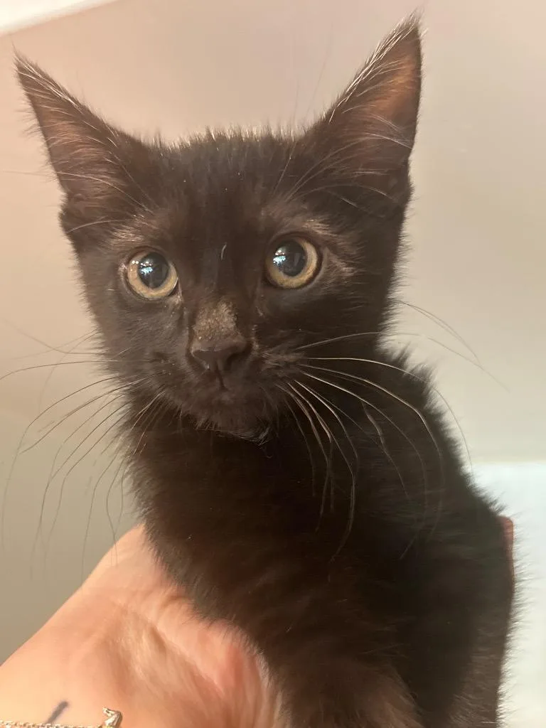 A baby medium-sized female Domestic Short Hair cat named Leno for adoption in Cumming, GA