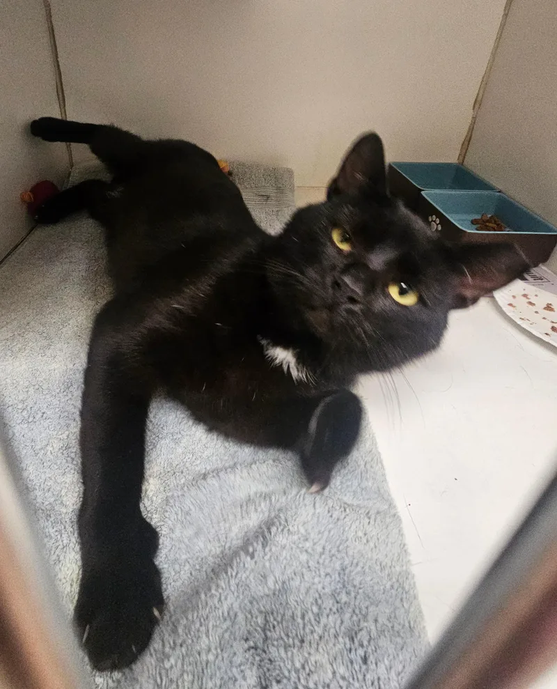 A young medium-sized male Black Domestic Short Hair cat named Ace for adoption in Norwalk, CT