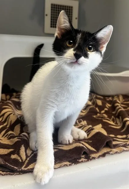 A baby small-sized male Domestic Short Hair cat named Chubby Hubby for adoption in Statesville, NC