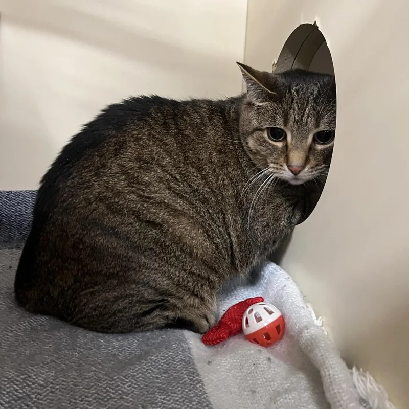 An adult large-sized female Brown / Chocolate Domestic Short Hair cat named Josie for adoption in Hinsdale, IL