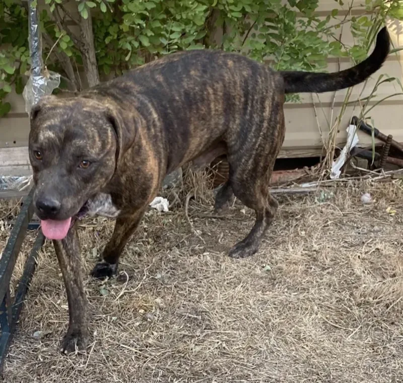 An adult large-sized male Mountain Cur dog named Ricardo for adoption in Canyon, TX