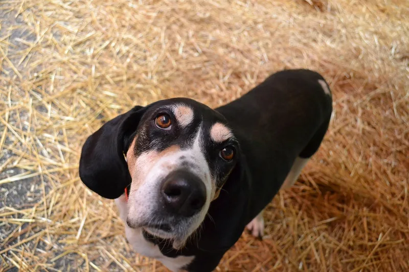 An adult large-sized female Black Coonhound dog named Marmalade for adoption in Chardon, OH
