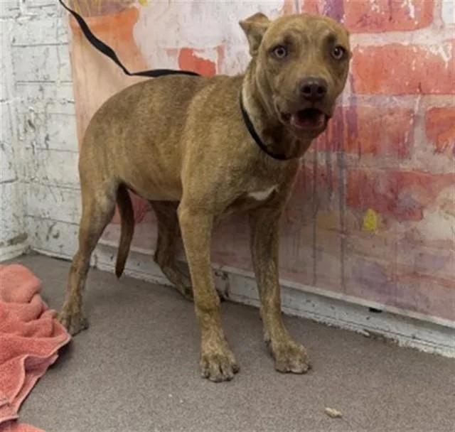 A young large-sized female Pit Bull Terrier dog named Francie for adoption in San Bernardino, CA