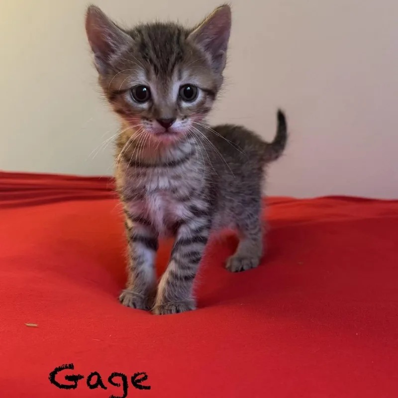 A baby small-sized male Brown / Chocolate Domestic Short Hair cat named Gage for adoption in Peachtree City, GA