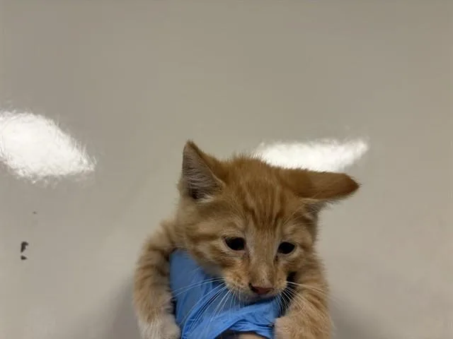 A baby small-sized female Domestic Short Hair cat named Flan for adoption in Ontario, CA
