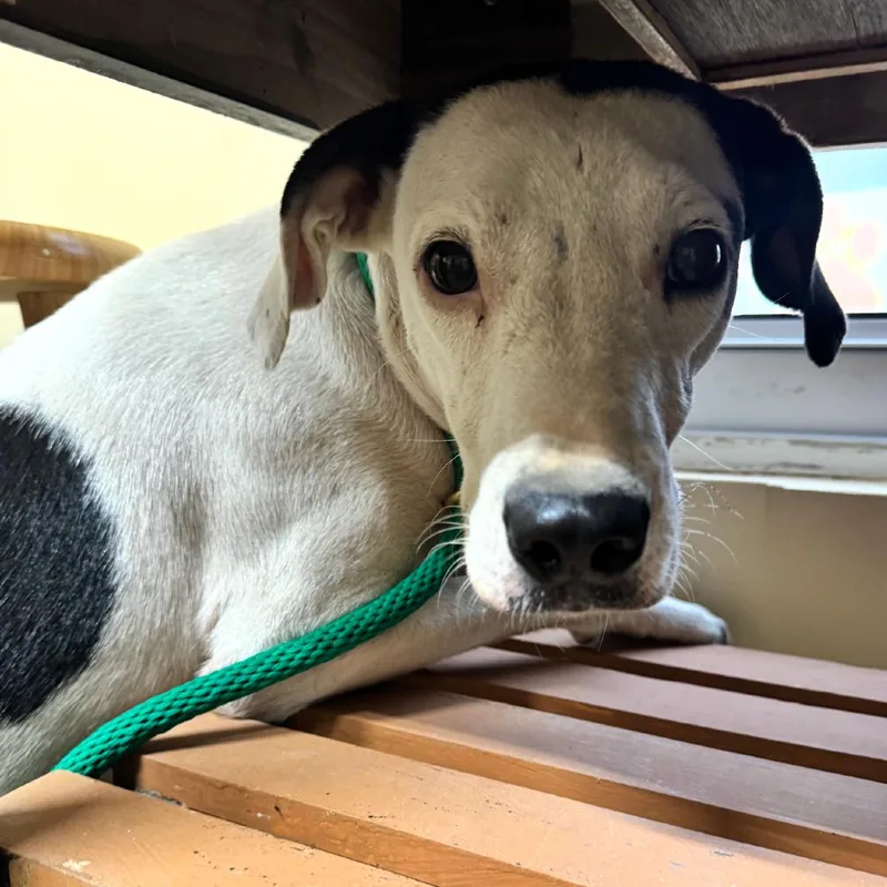 A young medium-sized female White / Cream Mixed Breed dog named Apple for adoption in Corinth, MS