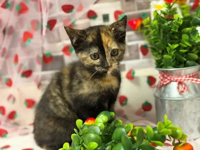 A baby small-sized female Domestic Short Hair cat named Sprinkles for adoption in Fairfield, CA