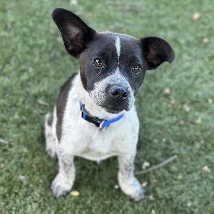 A young medium-sized male Australian Cattle Dog / Blue Heeler dog named Donnie for adoption in Red Bluff, CA