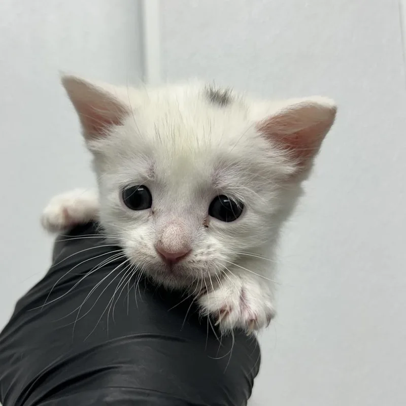 A baby small-sized female White Domestic Short Hair cat named Cirri for adoption in Abilene, TX