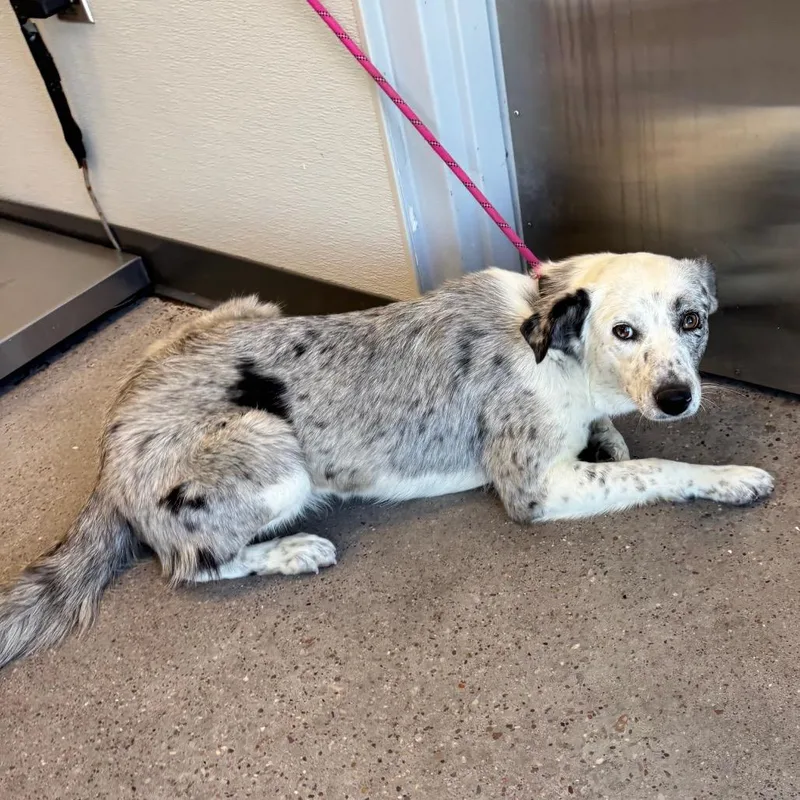 A young medium-sized female White / Cream Mixed Breed dog named 107347 for adoption in Las Cruces, NM