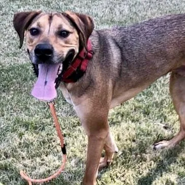 An adult medium-sized male Tricolor (Brown, Black, & White) Mixed Breed dog named Finn for adoption in kingsland, GA