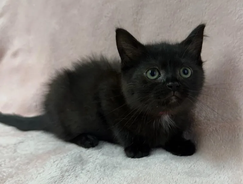 A baby small-sized female Domestic Short Hair cat named Zarra for adoption in Lagrange, IN