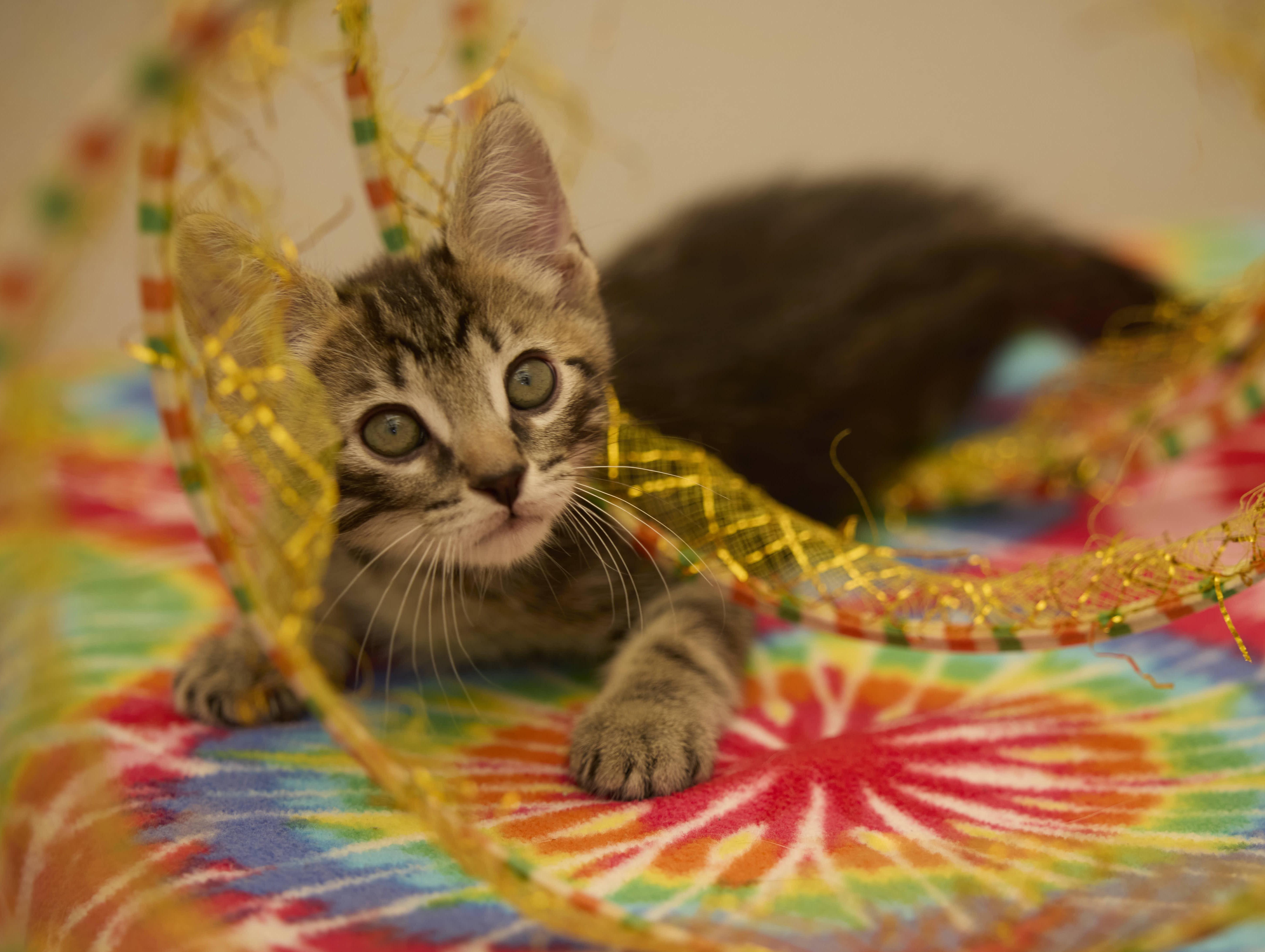 A baby medium-sized male Tabby cat named Sebastian for adoption in Santa Barbara, CA
