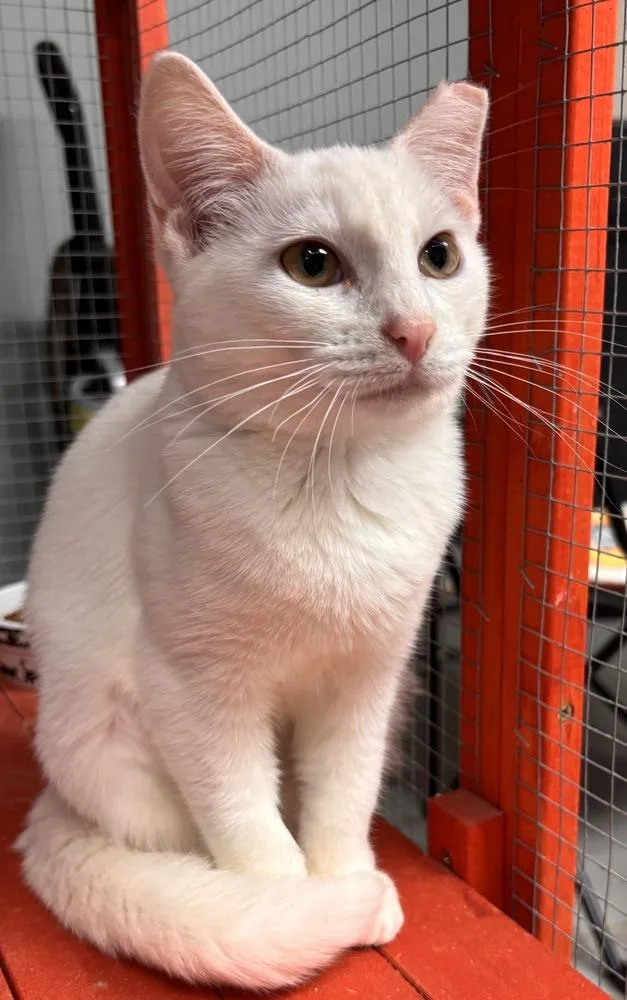 A baby large-sized female Domestic Short Hair cat named Charmin for adoption in Omaha, NE