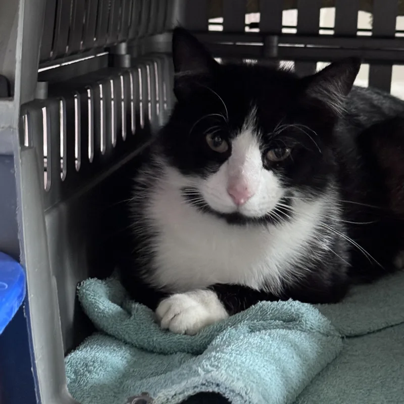 A young medium-sized male Black & White / Tuxedo Domestic Short Hair cat named Tux for adoption in Pottstown, PA