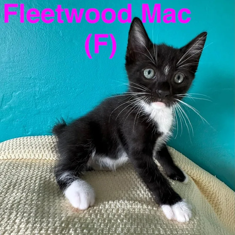 A baby small-sized female Black Domestic Short Hair cat named Fleetwood Mac for adoption in New Port Richey, FL