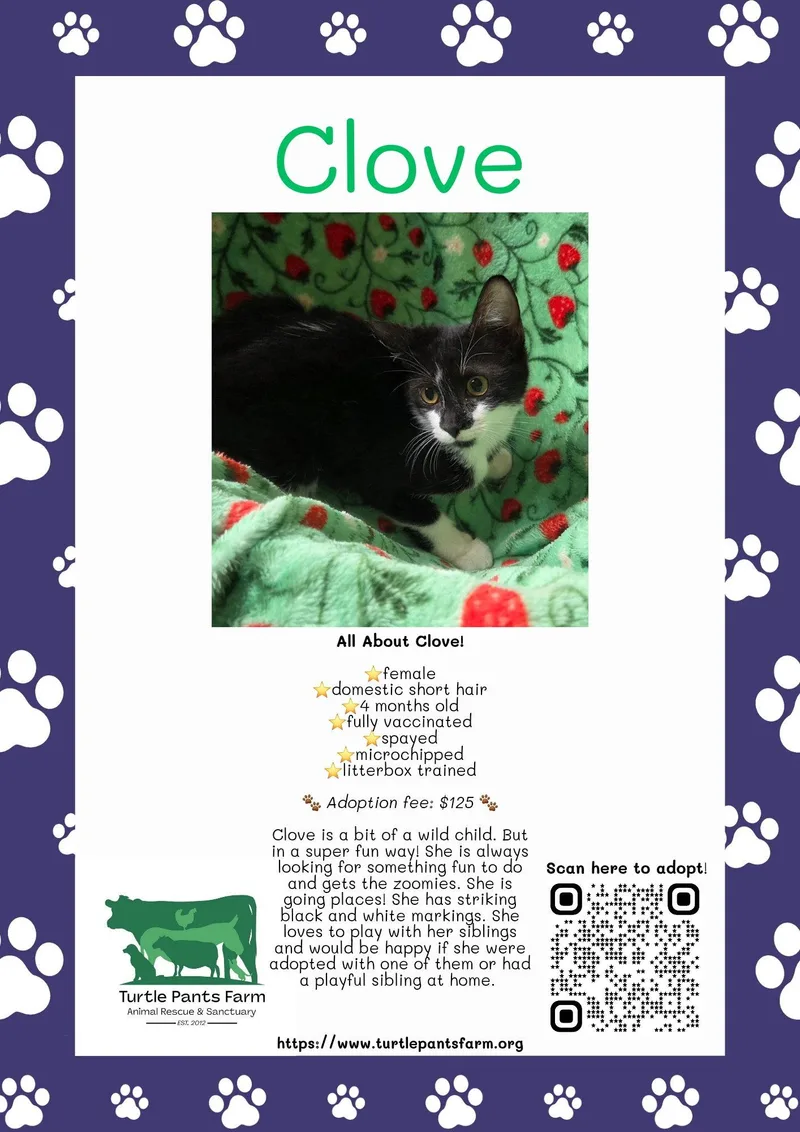 A young medium-sized female Black & White / Tuxedo Domestic Short Hair cat named Clove for adoption in Pittsboro, NC