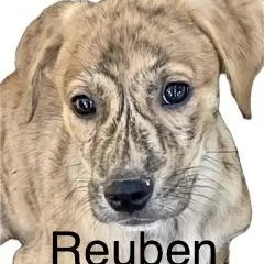 A baby medium-sized female Yellow / Tan / Blond / Fawn Catahoula Leopard Dog dog named Hound puppies for adoption in High View, WV